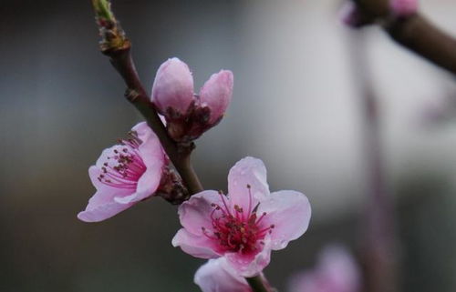 8月,人面桃花,佳人有约,3大生肖邂逅挚爱,缘分落地相爱到底