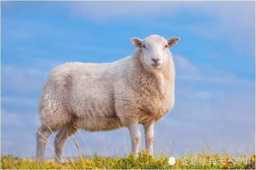 属羊人 什么时候开始享清福 67年的属羊人就要开始了