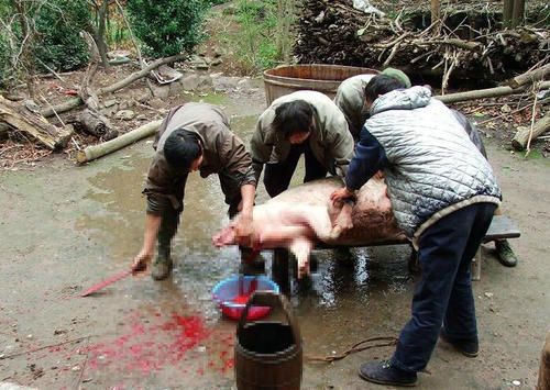 种地不挣钱,那么在农村卖猪肉,有前景么 南方还可以的样子