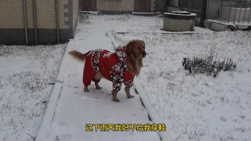 外面下大雪了,金毛出来玩它抱怨女主人没给它穿鞋,真是太啰嗦了 