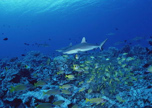 海洋生物海底世界海底背景海洋鱼图片素材 模板下载 2.28MB 其他大全 标志丨符号 