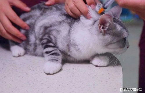 如何做猫舍│怎么给猫打针 繁育人必学的注射方法