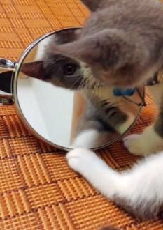 小猫照镜子,太可爱了,快来看看 
