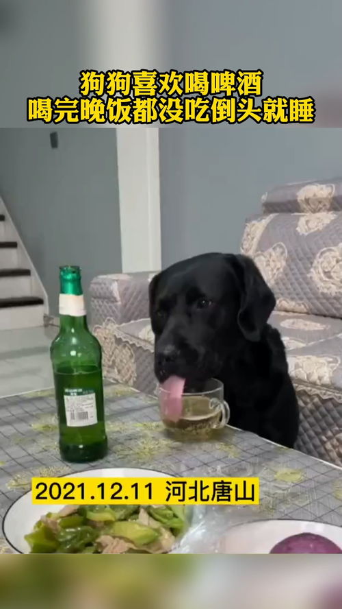 狗狗特别喜欢喝啤酒,喝完倒头就睡 
