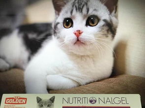 猫咪营养膏是什么 猫咪营养膏有什么作用 