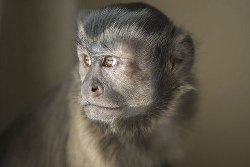 属猴人 2月26日多长个心眼,是你一生中最大的 转运日