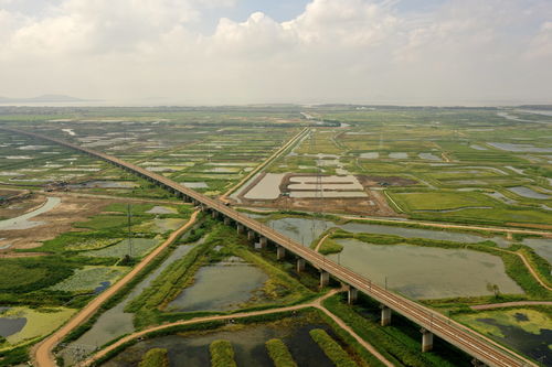 安徽 蓄洪区修复 重现生态湿地