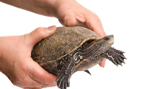 怀孕后能养乌龟吗 乌龟和什么鱼一起养 猪鼻龟是最佳龟选