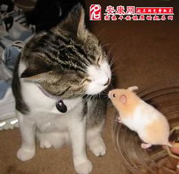 做梦梦见老鼠碰见猫