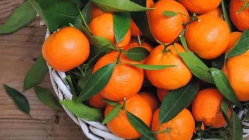 橘子什么时候上市上市时间,三四月有橘子吗？