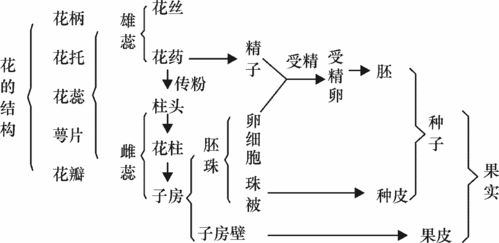 初中生物绘图比赛方案模板(初中生物绘图比赛作品)