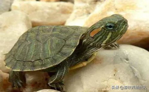 小乌龟不吃东西怎么办 乌龟不吃东西能活多久
