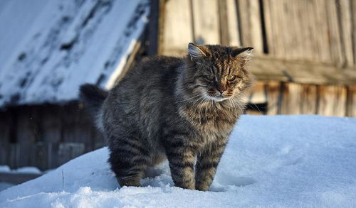 俄罗斯国猫 西伯利亚森林猫