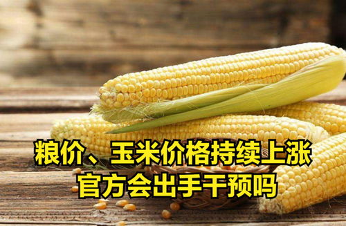 玉米价格是否能持续上涨？