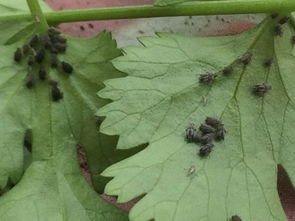 如何科学防治茶网蝽,花盆里有各种虫子怎么去除