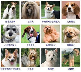 分享 178种狗狗品种大全,原来按体型智商都是这么分