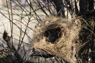 我们见过各种各样小鸟筑的鸟巢,但是谁知道这鸟用树枝搭建的鸟巢,这第一根树枝是如何摆的呢 