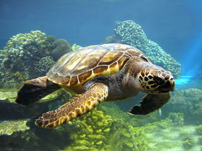 太平洋绿龟的海龟 