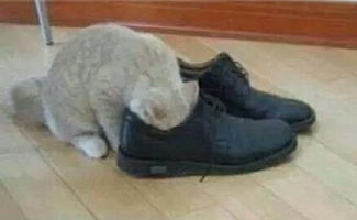 猫咪把头伸进主人的鞋里闻了一下,1分钟后猫咪 出殡 了