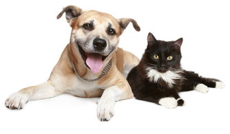 关于宠物的小知识,你觉得猫和狗谁的智商更高