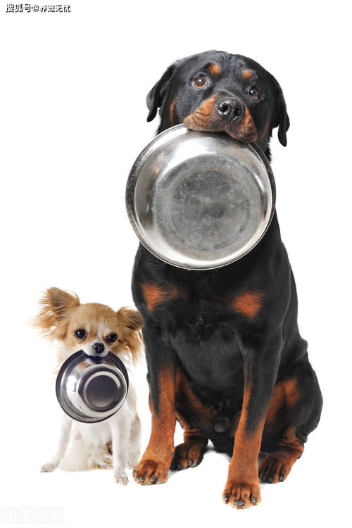 狗狗日常饮食需要注意什么 狗狗日常饮食小贴士