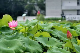 杭州 风情小镇 最多在桐庐