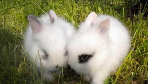 你见过这么可爱的安哥拉兔吗