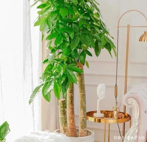 适合客厅盆栽的大型绿植有什么 这3款首当其选,显高级又好活