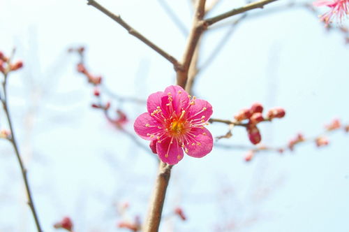 梅花赏鉴 赏梅贵在 探 ,色 香 形 韵 时缺一不可