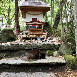 竟然有供奉猫咪的神社 来看看日本这几座猫神社和寺庙 