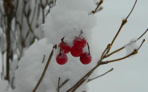 冬日红色的浆果
