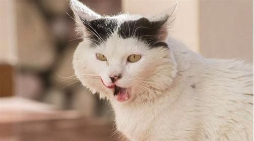 猫咪口腔溃疡是口炎吗