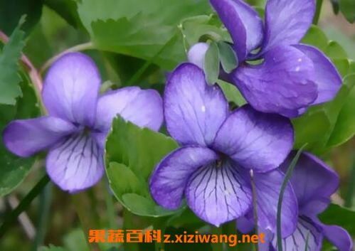 紫罗兰花图片 紫罗兰花怎么养