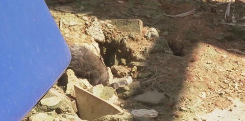柳州这小区的老鼠太猖狂 成群结队打洞 路面都被它们挖塌