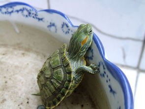 巴西龟吃什么 十年养龟经验总结