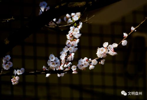 落花不是无情物,落花不是无情物，化作春泥更护花。整首诗是什么