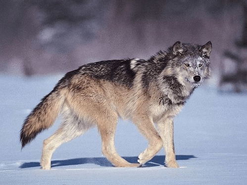 从小养到大的狼,真的会像狗狗一样忠诚吗 狼和狗还有这样的区别