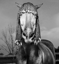 英摄影师为马做 潮流 发型 