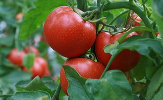 番茄和西红柿哪个好 番茄是不是西红柿？