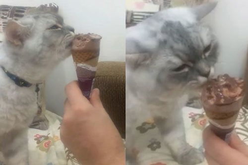网友因养猫跟老爸翻脸,不久撞见老爸和猫同吃冰淇淋,直呼OMG