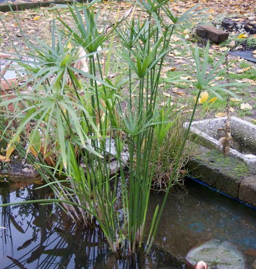 可以水培或土培养护的观赏竹,除了富贵竹,水竹也可以做到 