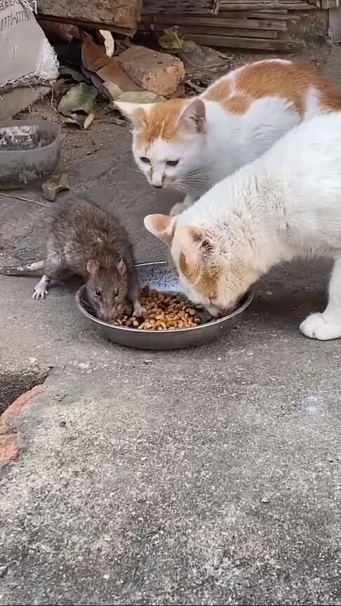 绝对的巅峰时刻,猫喂的太饱,连老鼠都不吃了 