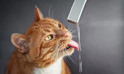 为什么猫喝水这么奇怪 让猫多喝水的办法