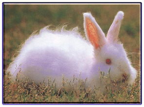 安哥拉兔寿命,安哥拉兔寿命有多长