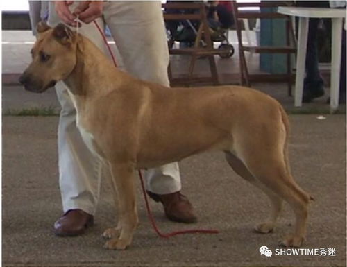 一起来点评每只西马龙犬的优缺点 老猫谈狗第244期 威克 