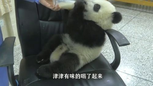 秦岭地区发现一只独特熊猫,熊猫中的极品,据说全世界仅剩一只 