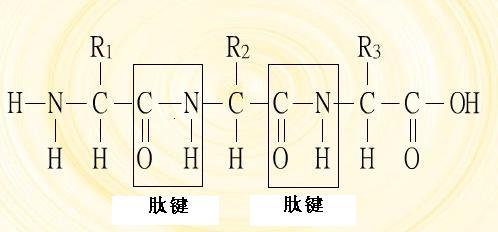 氨基酸残基的介绍 