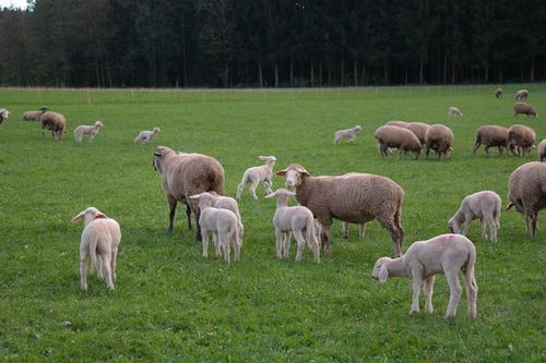 山羊的肉质好还是绵羊的肉质好 肉羊养殖选山羊还是绵羊好