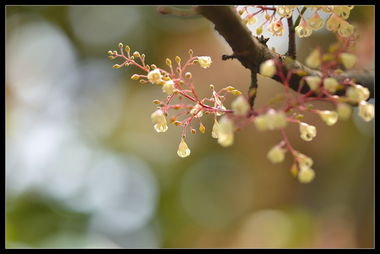 关于苹婆花的诗句