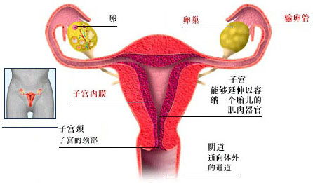 泰安女性输卵管结扎能复通吗[今日热点]济南红绘